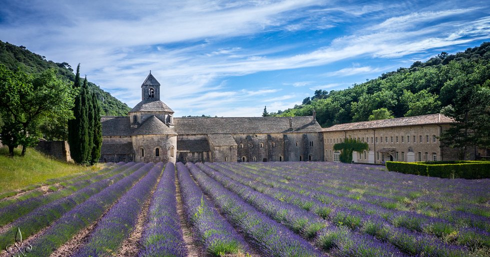 Lavender 