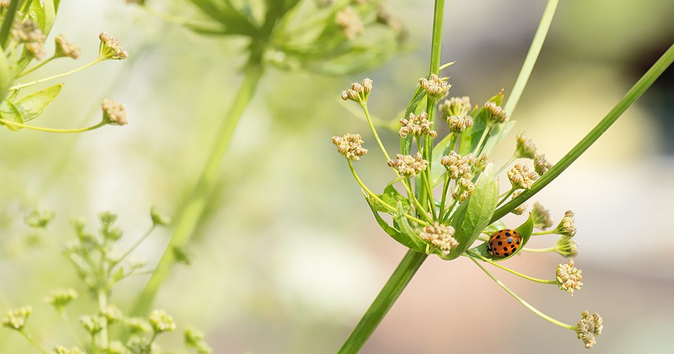 Lady Bug